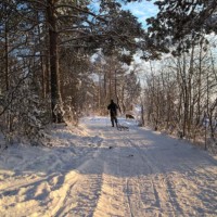 Skilanglauf in Karelien