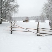 Tinker-Pferde in Karelien