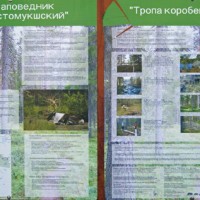 Das Naturschutzgebiet Kostomukschskij in Karelien