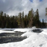 Wald im winterlichen Karelien