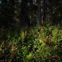 karjalatravel
